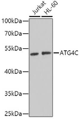 Western Blot: ATG4C Antibody [NBP2-92494] - Analysis of extracts of various cell lines, using ATG4C at 1:1000 dilution.Secondary antibody: HRP Goat Anti-Rabbit IgG (H+L) at 1:10000 dilution.Lysates/proteins: 25ug per lane.Blocking buffer: 3% nonfat dry milk in TBST.Detection: ECL Basic Kit .Exposure time: 90s.