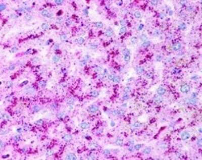 Immunohistochemistry: ATG5 Antibody - BSA Free [NB110-53818] - Immunohistochemistry analysis of human liver hepatocytes at 2.5 ug/mL. 40X magnification.