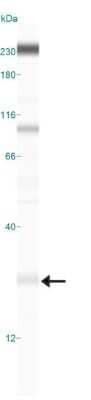Simple Western: ATG5 Antibody - BSA Free [NB110-53818] - Simple Western lane view shows a specific band for ATG5 in 0.5 mg/mL of HeLa lysate. This experiment was performed under reducing conditions using the 12-230 kDa separation system.