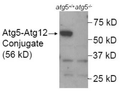 Western Blot: ATG5 Antibody - BSA Free [NB110-53818] - Western blot analysis in mouse wildtype ES cell lysate (Lane 1) using NB110-53818. Lane 2 is a mouse ATG5 KO ES cell lysate (negative control). Atg5-/- ES cells from Dr. Noboru Mizushima [Mizushima, N. et al. J. Cell Biol. 152 (2001)] Photo courtesy of Dr. Beth Levine, UT Southwestern Medical Center.
