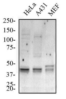 Western Blot: ATG5 Antibody - BSA Free [NB110-53818] - Western blot analysis of total protein from Human HeLa and A431 and Mouse MEF cells. Lysates were separated on a 7.5% gel by SDS-PAGE, transferred to PVDF membrane and blocked in 5% non-fat milk in TBST. The membrane was probed with 2.0 ug/mL anti-ATG5 in 1% non-fat milk in TBST and detected with an anti-rabbit HRP secondary antibody using chemiluminescence.