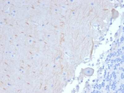 Immunohistochemistry-Paraffin: ATG5 Antibody (ATG5/2101) [NBP3-08504] - Formalin-fixed, paraffin-embedded human Brain stained with ATG5 Mouse Monoclonal Antibody (ATG5/2101).