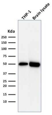 Western Blot: ATG5 Antibody (ATG5/2492) - Azide and BSA Free [NBP3-08433] - Western Blot Analysis of THP1 cell lysate and Brain tissue lysate using ATG5 Mouse Monoclonal Antibody (ATG5/2492).