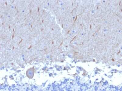 Immunohistochemistry-Paraffin: ATG5 Antibody (ATG5/2553) - Azide and BSA Free [NBP3-08434] - Formalin-fixed, paraffin-embedded human Brain stained with ATG5 Mouse Monoclonal Antibody (ATG5/2553).