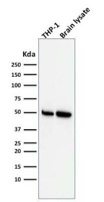 Western Blot: ATG5 Antibody (ATG5/2553) - Azide and BSA Free [NBP3-08434] - Western Blot Analysis of THP-1 cell and human Brain tissue lysate using ATG5 Mouse Monoclonal Antibody (ATG5/2553).