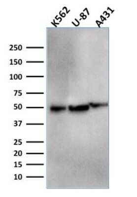 Western Blot: ATG5 Antibody (ATG5/2553) - Azide and BSA Free [NBP3-08434] - Western Blot Analysis of K562, U-87, A431 cell lysates using ATG5 Mouse Monoclonal Antibody (ATG5/2553).