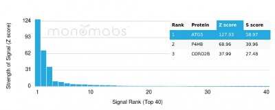 Protein Array: ATG5 Antibody (rATG5/2553) [NBP3-08452] - Analysis of Protein Array containing more than 19,000 full-length human proteins using ATG5 Monospecific Recombinant Mouse Monoclonal Antibody (rATG5/2553).