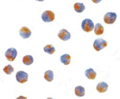 Immunocytochemistry/Immunofluorescence: ATG7 Antibody [NBP1-40039] - APG7 in L1210 cells with APG7 antibody at 10 ug/ml.