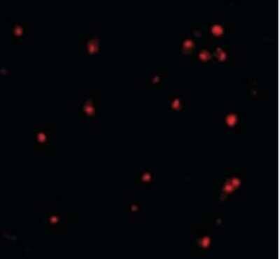 Immunocytochemistry/Immunofluorescence: ATG7 Antibody [NBP1-40039] - APG7 in L1210 cells with APG7 antibody at 10 ug/ml.