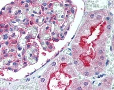 Immunohistochemistry-Paraffin: ATG7 Antibody [NBP1-40039] - Analysis of anti-ATG7 antibody with human kidney at concentration 5 ug/ml.