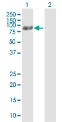 Western Blot: ATG7 Antibody [H00010533-B01P] - Analysis of ATG7 expression in transfected 293T cell line by ATG7 polyclonal antibody.  Lane 1: ATG7 transfected lysate(77.33 KDa). Lane 2: Non-transfected lysate.