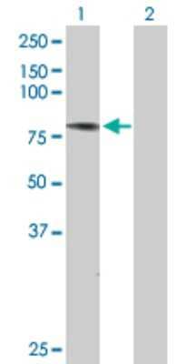 Western Blot: ATG7 Antibody [H00010533-D01P] - Analysis of ATG7 expression in transfected 293T cell line by ATG7 polyclonal antibody.Lane 1: ATG7 transfected lysate(78.00 KDa).Lane 2: Non-transfected lysate.