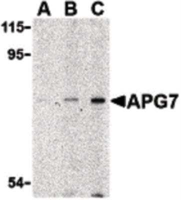Western Blot: ATG7 Antibody [NBP1-40039] - APG7 in L1210 cell lysate with APG7 antibody at (A) 1, (B) 2 and (C) 4 ug/ml.