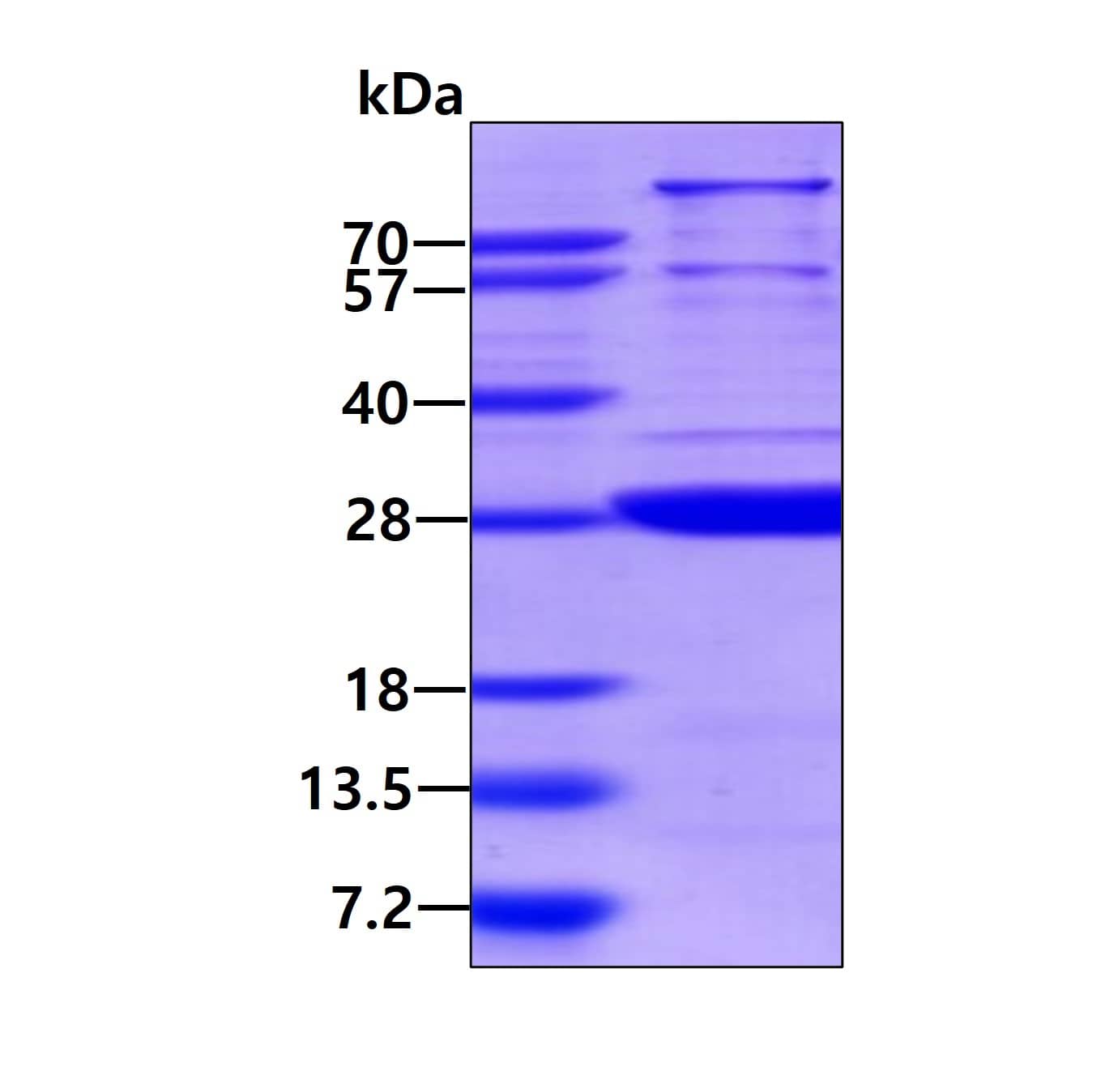 SDS-Page: Recombinant Human SPSB1 Protein [NBP1-72302] - 3ug by SDS-PAGE under reducing condition and visualized by coomassie blue stain.