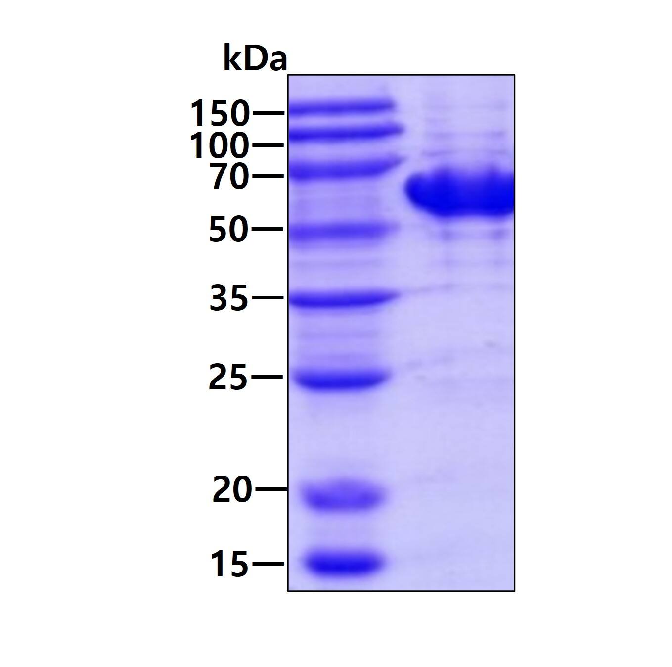 SDS-Page: TBC1D22B Recombinant Protein [NBP2-52103] - 3ug by SDS-PAGE under reducing condition and visualized by coomassie blue stain.