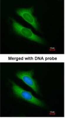 Immunocytochemistry/Immunofluorescence: ATIC Antibody [NBP1-32221] - Paraformaldehyde-fixed HeLa, using antibody at 1:200 dilution.