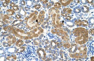 Immunohistochemistry-Paraffin: ATIC Antibody [NBP1-56916] - Human kidney Tissue, antibody concentration 4-8ug/ml. Cells with positive label: renal corpuscle cells (indicated with arrows) 400X magnification.