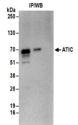 <b>Biological Strategies Validation. </b>Immunoprecipitation: ATIC Antibody [NBP2-32183] - Samples:  Whole cell lysate (0.5 or 1.0 mg per IP reaction; 20% of IP loaded) from 293T cells.  Antibodies:  Affinity purified rabbit anti-ATIC antibody NBP2-32183 used for IP at 6 ug per reaction. For blotting immunoprecipitated ATIC, NBP2-32183 was used at 1 ug/ml.  Detection: Chemiluminescence with an exposure time of 3 seconds.