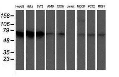 Western Blot: ATIC Antibody (OTI1D2) - Azide and BSA Free [NBP2-70220] - Analysis of extracts (35ug) from 9 different cell lines by using anti-ATIC monoclonal antibody.