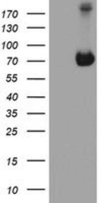 Western Blot: ATIC Antibody (OTI1D2) - Azide and BSA Free [NBP2-70220] - HEK293T cells were transfected with the pCMV6-ENTRY control (Left lane) or pCMV6-ENTRY ATIC (Right lane) cDNA for 48 hrs and lysed. Equivalent amounts of cell lysates (5 ug per lane) were separated by SDS-PAGE and immunoblotted with anti-ATIC.