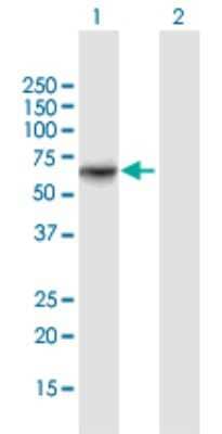Western Blot: ATIC Antibody [H00000471-B01P] - Analysis of ATIC expression in transfected 293T cell line by ATIC polyclonal antibody.  Lane 1: ATIC transfected lysate(65.12 KDa). Lane 2: Non-transfected lysate.