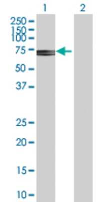 Western Blot: ATIC Antibody [H00000471-D01P] - Analysis of ATIC expression in transfected 293T cell line by ATIC polyclonal antibody.Lane 1: ATIC transfected lysate(64.60 KDa).Lane 2: Non-transfected lysate.