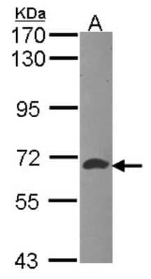 Western Blot: ATIC Antibody [NBP1-32221] - Sample (30 ug of whole cell lysate) A: Hep G2 7. 5% SDS PAGE ATIC antibody diluted at 1:1000.