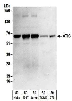 Western Blot: ATIC Antibody [NBP2-32183] - Samples:  Whole cell lysate (50 ug) from HeLa, 293T, Jurkat, mouse TCMK-1, and mouse NIH3T3 cells. Antibodies:  Affinity purified rabbit anti-ATIC antibody NBP2-32183 used for WB at 0.1 ug/ml.  Detection: Chemiluminescence with an exposure time of 30 seconds.