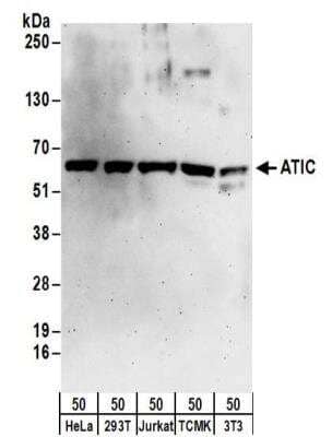 Western Blot: ATIC Antibody [NBP2-32184] - Samples:  Whole cell lysate (50 ug) from HeLa, 293T, Jurkat, mouse TCMK-1, and mouse NIH3T3 cells. Antibodies:  Affinity purified rabbit anti-ATIC antibody NBP2-32184 used for WB at 0.1 ug/ml.  Detection: Chemiluminescence with an exposure time of 3 minutes.