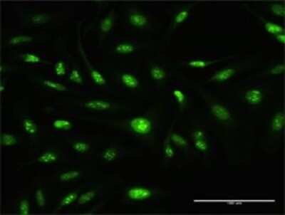 Immunocytochemistry/Immunofluorescence: ATOH7 Antibody [H00220202-D03P] - Analysis of antibody to ATOH7 on HeLa cell. Antibody concentration 10 ug/ml.