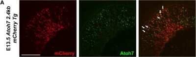 Immunocytochemistry/Immunofluorescence: ATOH7 Antibody [NBP1-88639] - Differential Notch-mediated regulation of Atoh7 transcription. Colocalization of transient mCherry transgenic expression, driven by a 2.4 kb mouse Atoh7 enhancer, to endogenous Atoh7 protein in the E13.5 retina (White arrows point to colabeled cells). Both cytoplasmic and nuclear Cherry expression are seen, presumably due to the inefficiency of a synthetic nuclear localization sequence and reporter antibody sensitivity, which detected both nascent Cherry protein in the cytoplasm and its accumulation in the nucleus. Scale bar = 100 um. Image collected and cropped by CiteAb from the following publication (//www.nature.com/articles/s41598-018-28420-y), licensed under a CC-BY license.