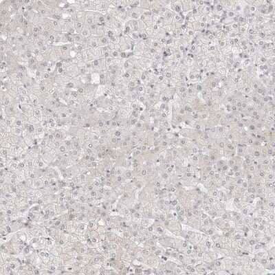 Immunohistochemistry-Paraffin: ATOH7 Antibody [NBP1-88639] - Staining of human liver shows no positivity in hepatocytes as expected.