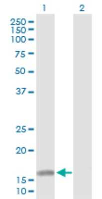 Western Blot: ATOH7 Antibody [H00220202-D01P] - Analysis of ATOH7 expression in transfected 293T cell line by ATOH7 polyclonal antibody.Lane 1: ATOH7 transfected lysate(16.90 KDa).Lane 2: Non-transfected lysate.