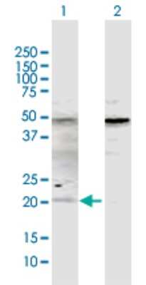 Western Blot: ATOH7 Antibody [H00220202-D03P] - Analysis of ATOH7 expression in transfected 293T cell line by ATOH7 polyclonal antibody.Lane 1: ATOH7 transfected lysate(16.9 KDa).Lane 2: Non-transfected lysate.