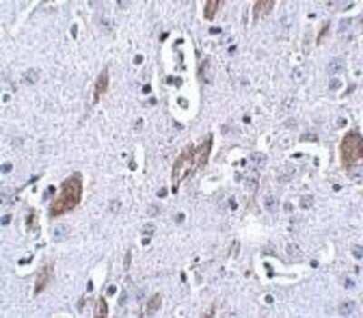 Immunohistochemistry-Paraffin ATOH8 Antibody - BSA Free