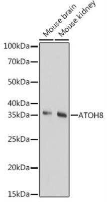 Western Blot ATOH8 Antibody - Azide and BSA Free