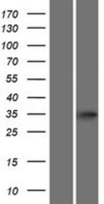 Western Blot ATOH8 Overexpression Lysate