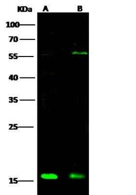 Western Blot ATOX1 Antibody