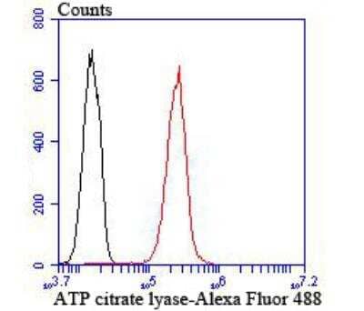 Flow Cytometry: ATP Citrate Lyase Antibody [NBP3-09061] - Flow cytometric analysis of A549 cells with ATP citrate lyase antibody at 1/100 dilution (red) compared with an unlabelled control (cells without incubation with primary antibody; black). Alexa Fluor 488-conjugated goat anti rabbit IgG was used as the secondary antibody.