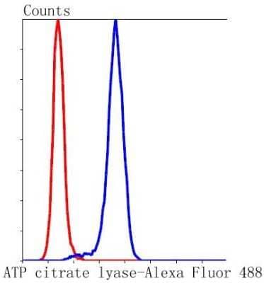 Flow Cytometry: ATP Citrate Lyase Antibody (ST51-07) [NBP2-67509] - Analysis of Hela cells with ATP citrate lyase antibody at 1/50 dilution (blue) compared with an unlabelled control (cells without incubation with primary antibody; red). Alexa Fluor 488-conjugated goat anti rabbit IgG was used as the secondary antibody.