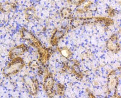 Immunohistochemistry-Paraffin: ATP Citrate Lyase Antibody (ST51-07) [NBP2-67509] - Analysis of mouse thyroid tissue using anti-ATP citrate lyase antibody. Counter stained with hematoxylin.
