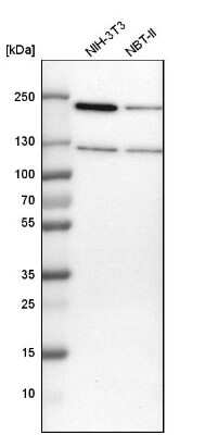 Western Blot: ATP Citrate Lyase Antibody [NBP1-90266] - Analysis in mouse cell line NIH-3T3 and rat cell line NBT-II.