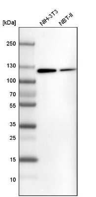 Western Blot: ATP Citrate Lyase Antibody [NBP1-90268] - Analysis in mouse cell line NIH-3T3 and rat cell line NBT-II.