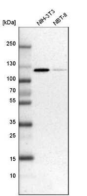 Western Blot: ATP Citrate Lyase Antibody [NBP1-90269] - Analysis in mouse cell line NIH-3T3 and rat cell line NBT-II.