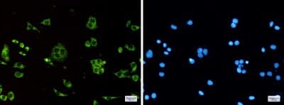 Immunocytochemistry/Immunofluorescence: ATP synthase C mature Antibody (S02-0D4) [NBP3-20012] - Immunofluorescence of ATP synthase C (green) in Hela using NBP3-20012 at dilution 1/50, and DAPI (blue)