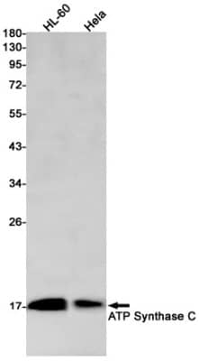 Western Blot ATP synthase C mature Antibody (S02-0D4)