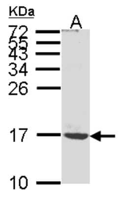 Western Blot: ATP synthase C mature Antibody [NBP1-31242] - Sample (30ug whole cell lysate)A:MOLT4 15% SDS PAGE, antibody diluted at 1:1000.