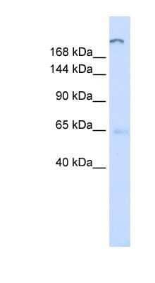 Western Blot ATP10D Antibody - BSA Free