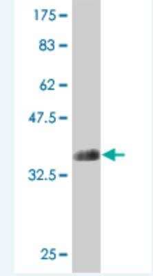 Western Blot: ATP11B Antibody (4H8) [H00023200-M01] - Detection against Immunogen (35.75 KDa) .