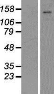 Western Blot: ATP11C Overexpression Lysate (Adult Normal) [NBP2-05133] Left-Empty vector transfected control cell lysate (HEK293 cell lysate); Right -Over-expression Lysate for ATP11C.